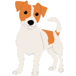 Jack Russel teriér